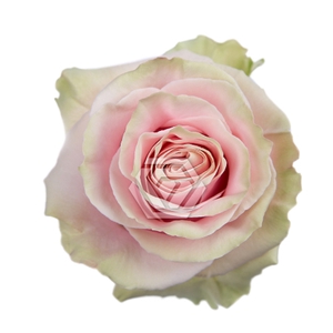 R GR PINK MONDIAL