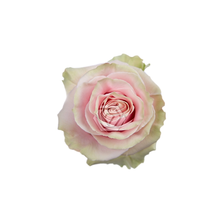 <h4>R GR PINK MONDIAL</h4>