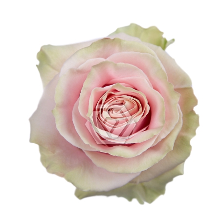 <h4>R GR PINK MONDIAL Tessa</h4>
