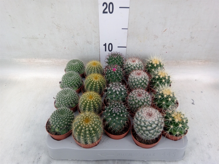 <h4>Cactus   ...mix</h4>