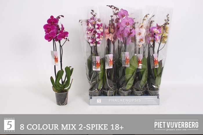 <h4>PHAL GEM 8 KL</h4>