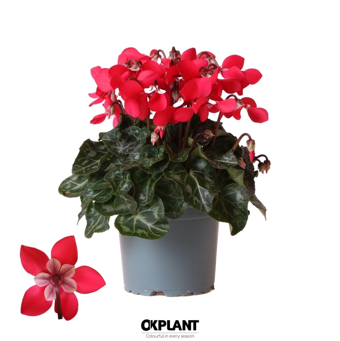 <h4>Cyclamen Djix red</h4>