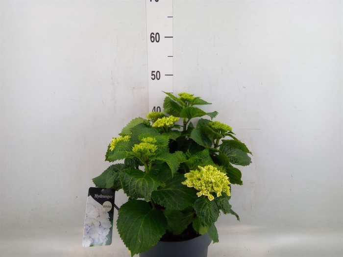 <h4>Hydrangea mac. 'Crystal Palace'</h4>