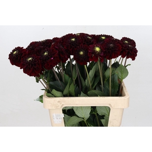Dahlia BA 'Black Fox'