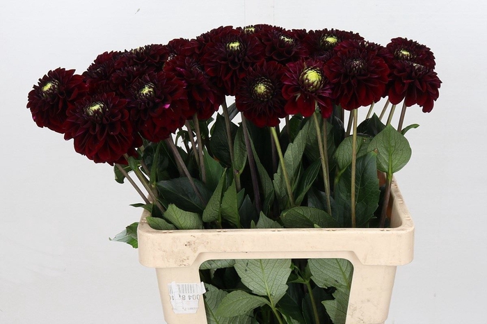 <h4>Dahlia BA 'Black Fox'</h4>