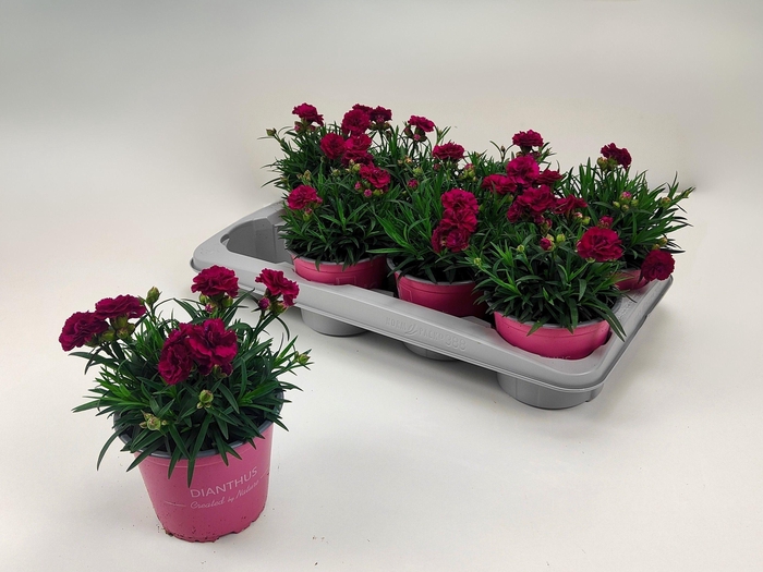 <h4>DIAN OVERIG</h4>