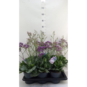 Limonium  'Salt Lake'
