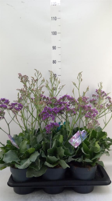 <h4>Limonium  'Salt Lake'</h4>
