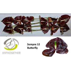 ANTH A SEMPRE BUTTERFLY 12