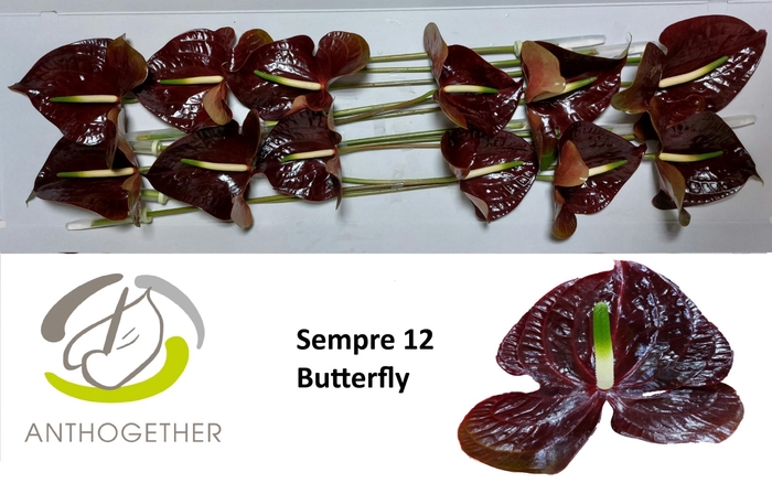 <h4>ANTH A SEMPRE BUTTERFLY 12</h4>
