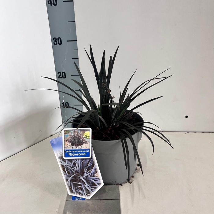 <h4>Ophiopogon planiscapus Niger</h4>