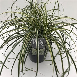 Carex 'Feather Falls'