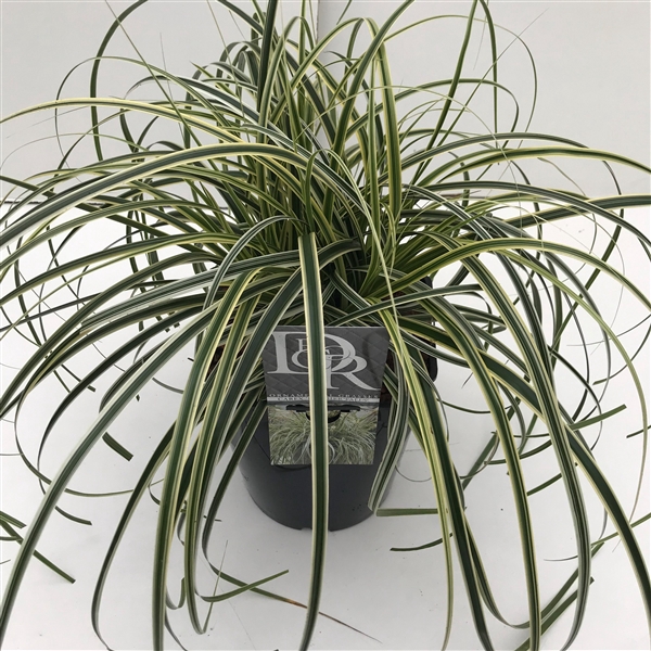 <h4>Carex 'Feather Falls'</h4>