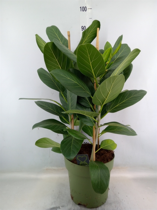 <h4>Ficus benghalensis 'Audrey'</h4>