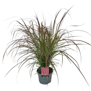 Pennisetum Fire Works