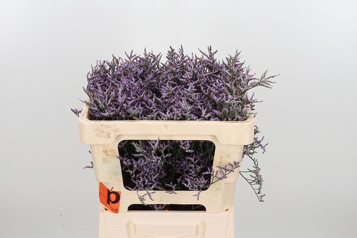 <h4>Lim Saf Lilac</h4>