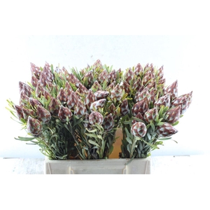 Kaaps Plumosum Spray