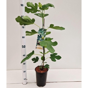 Ficus carica Brown Turkey