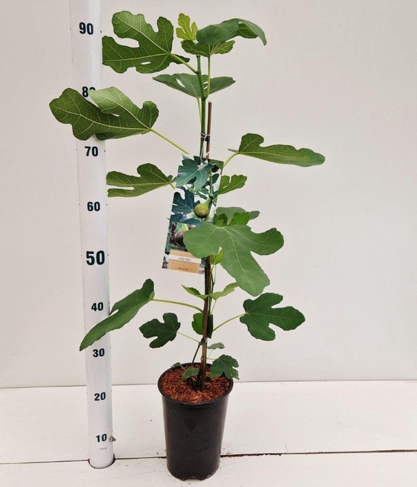 <h4>Ficus carica Brown Turkey</h4>