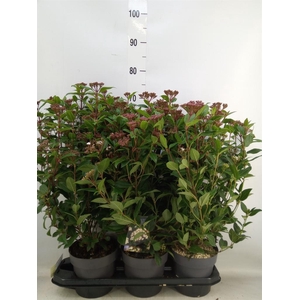 Viburnum tinus 'Spirit'