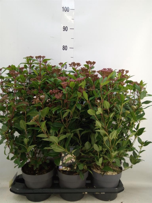 <h4>Viburnum tinus 'Spirit'</h4>