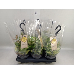 Hoya carnosa 'Tricolor'