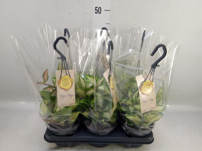 <h4>Hoya carnosa 'Tricolor'</h4>