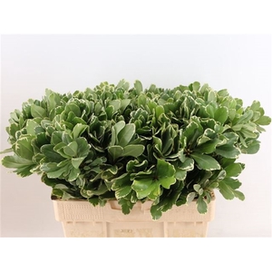 PITTOSPORUM ILAN