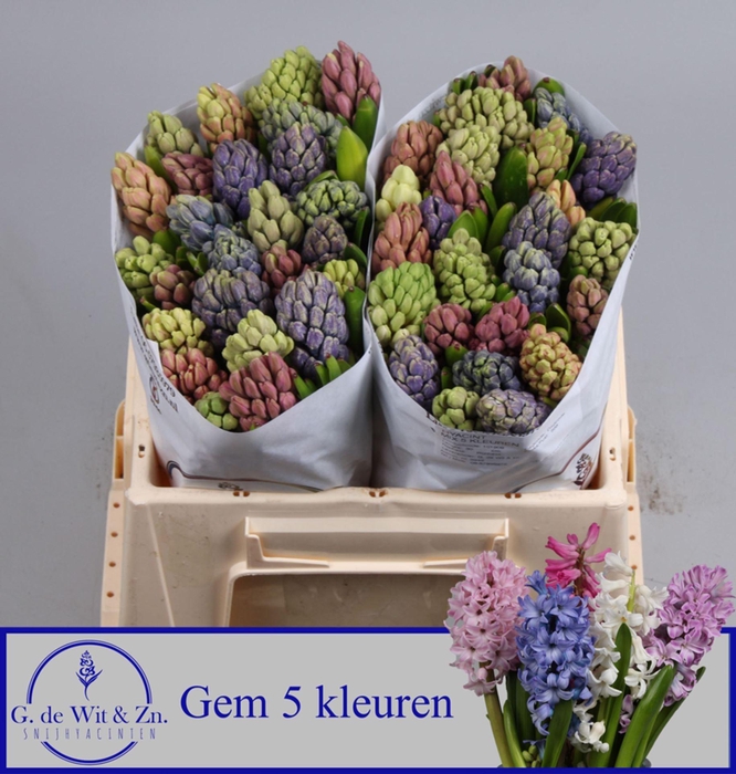<h4>HYACINTHUS ORIE.   ...MIX 5</h4>