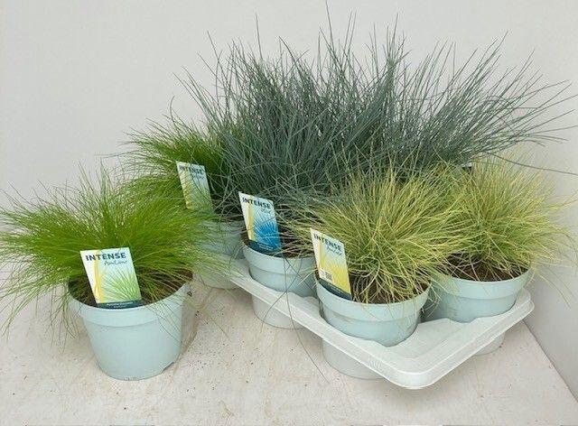 <h4>SIERG GEM 3 SRT FUST</h4>