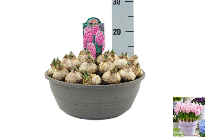 <h4>Hyacinthus orie. ...</h4>