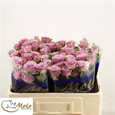 <h4>Rosa spray Purple Sky</h4>