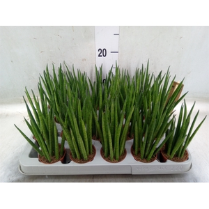 Sansevieria bacularis