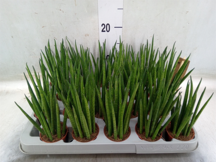 <h4>Sansevieria bacularis</h4>