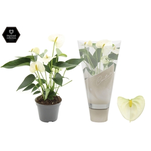 Anthurium Everest in Couture sleeve