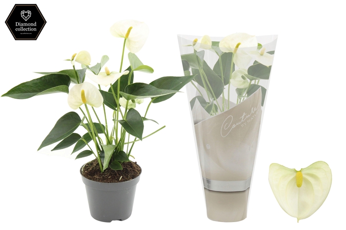 <h4>Anthurium 9 cm Everest in Couture sleeve</h4>