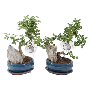 Bonsai Mixed with Rock in ø16cm Ceramic with Saucer