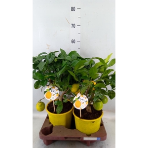 Citrus meyeri 'Meyer'