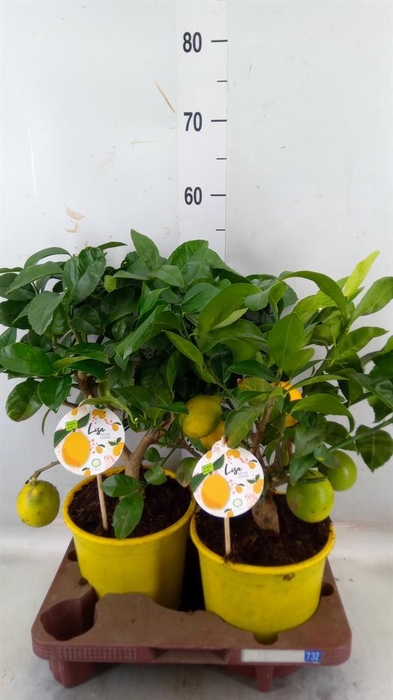 <h4>Citrus meyeri 'Meyer'</h4>
