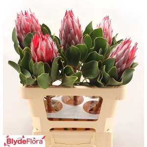 PROTEA CY CLARE