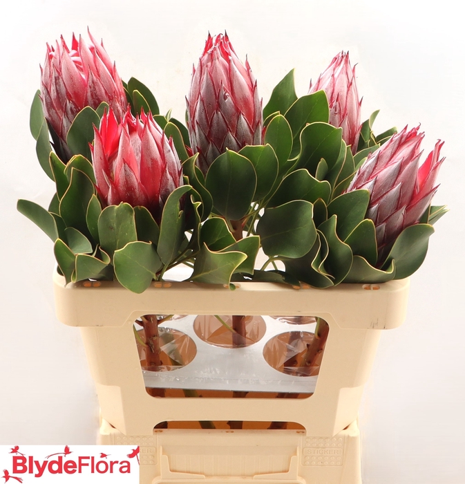 <h4>PROTEA CY CLARE</h4>