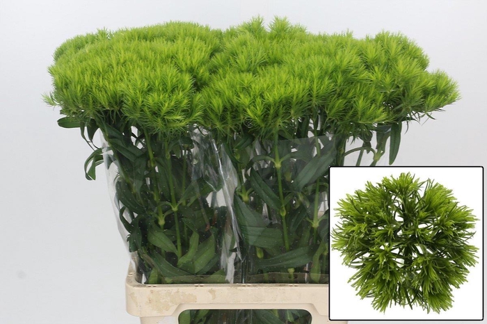 <h4>DI BARB KIWI MELLOW</h4>