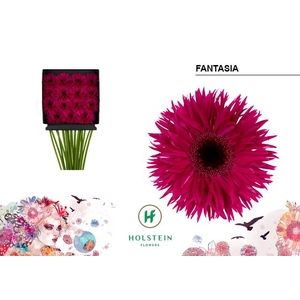 Gerbera Spider Fantasia Diamond per kaart