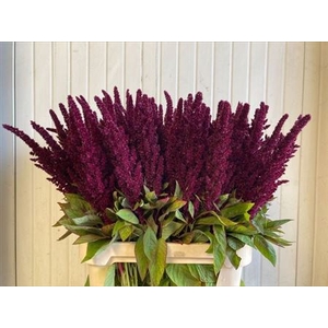 Amaranthus Ov