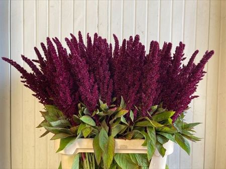 <h4>Amaranthus Ov Bordeaux</h4>