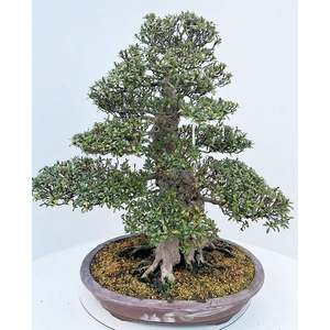 Rhododendron indicum 