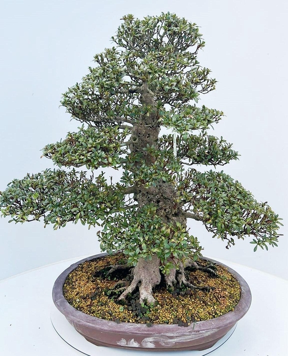 <h4>Rhododendron indicum "nikko", pot 52. Height 85cm. (single item)</h4>