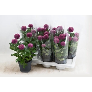 CHRYS FP PURPLE