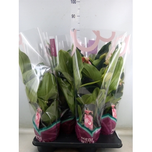 Medinilla magnifica