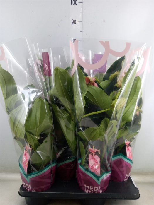 <h4>Medinilla magnifica</h4>